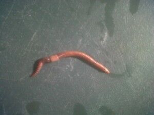 Worm Reproduction - Working Worms - Vermiculture
